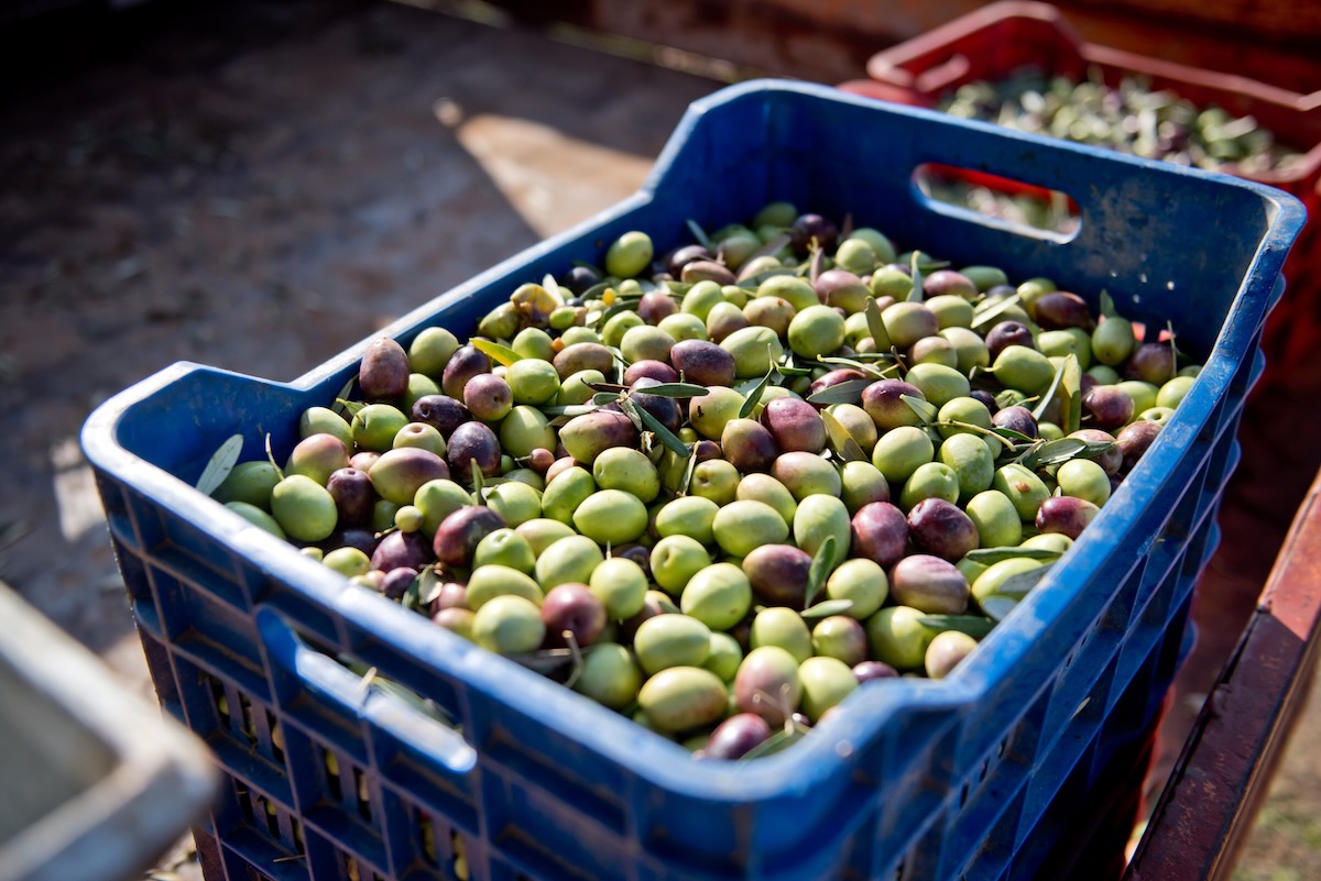 Amazona_olive_oil_28